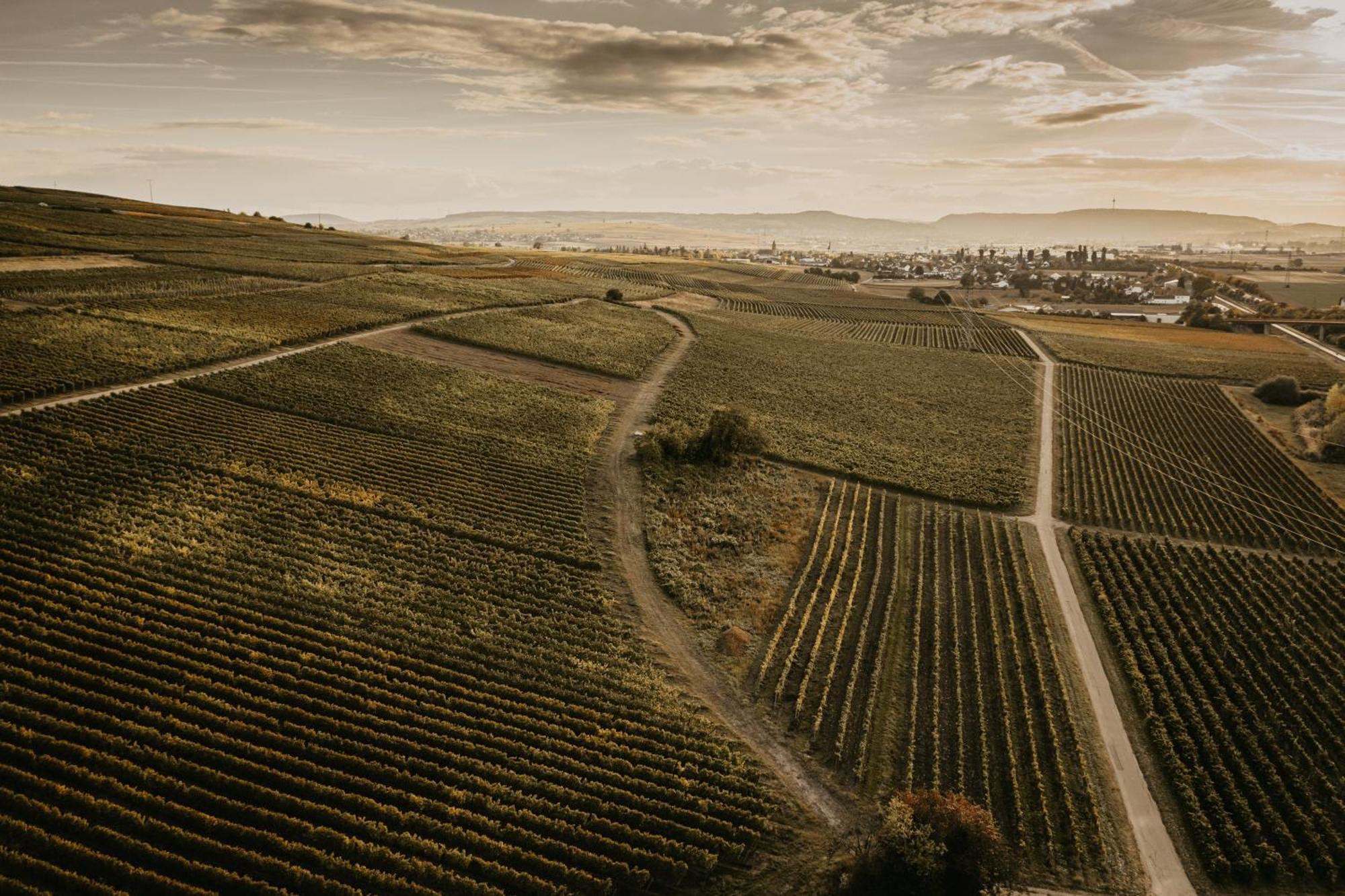 Weingut U. Gaestehaus Vogt-Fehlinger Biebelsheim Eksteriør billede
